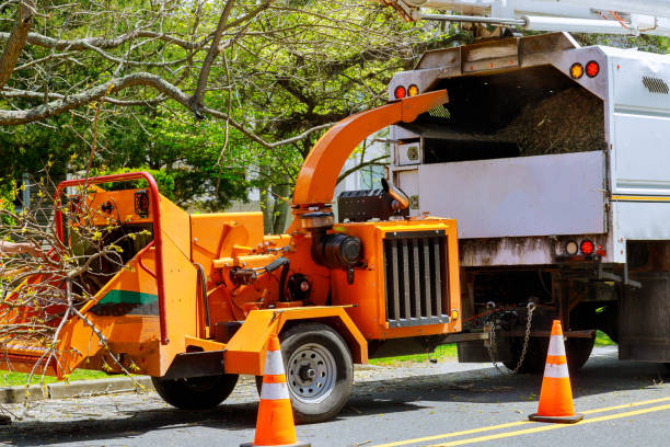 Best Tree Stump Removal  in El Monte, CA